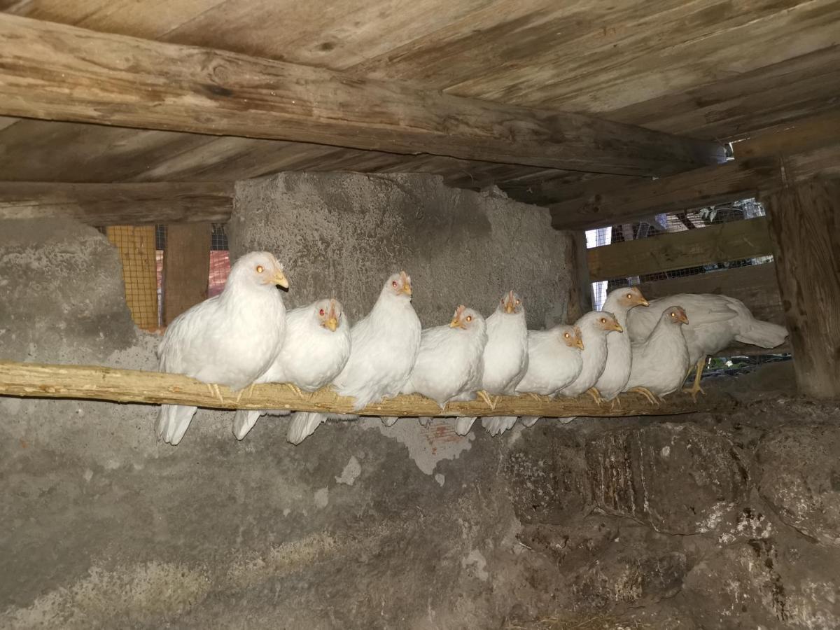 La Fattoria Dei Nonni Hostal Paterno  Exterior foto